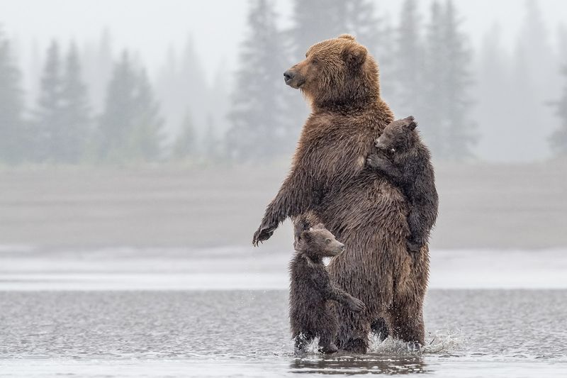Grizzly Bears and Brown Bears Are the Same