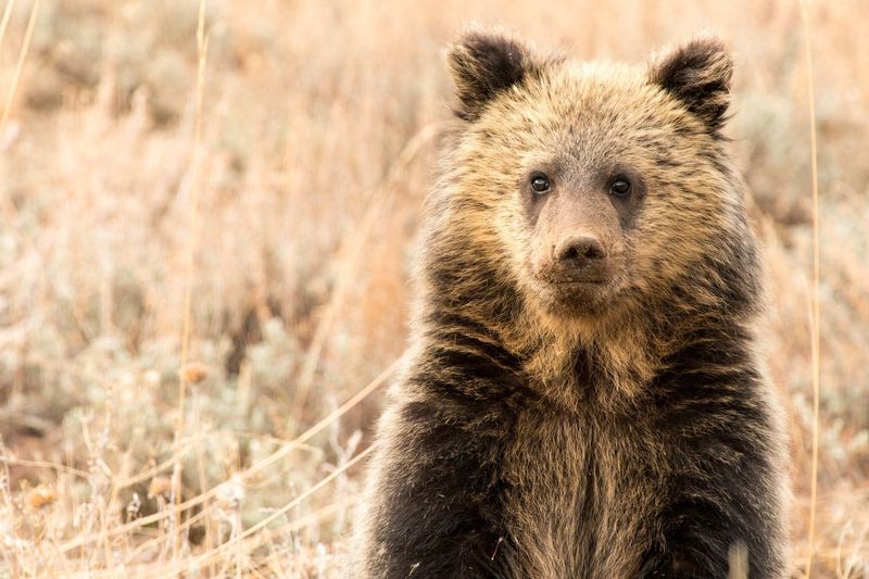 Grizzly Bears' Heartbeats