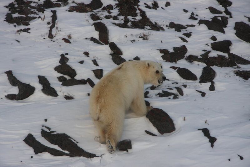 Grolar Bear