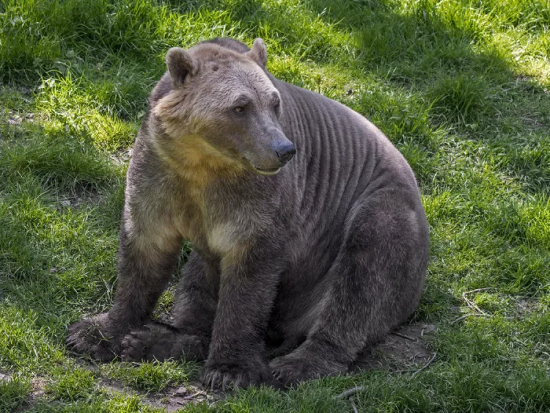 Grolar Bear