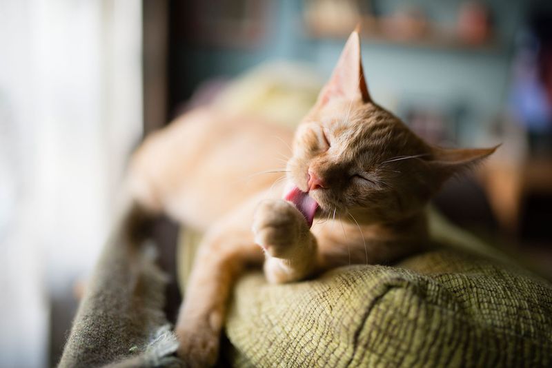 Grooming Behavior