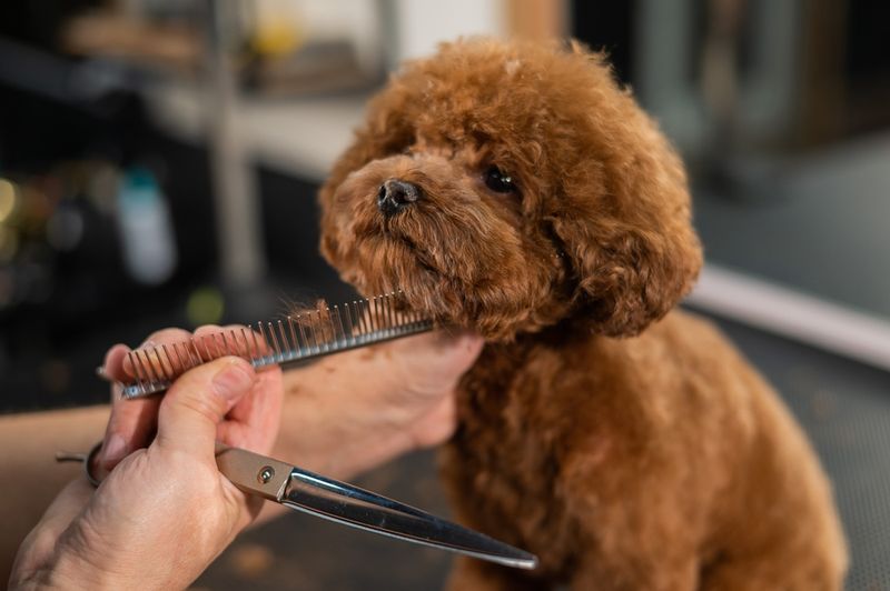 Grooming Habits