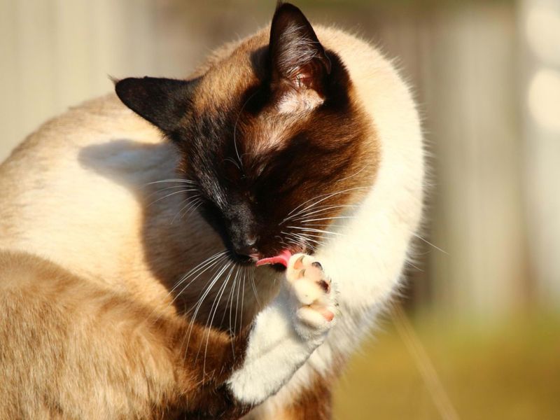 Grooming Needs