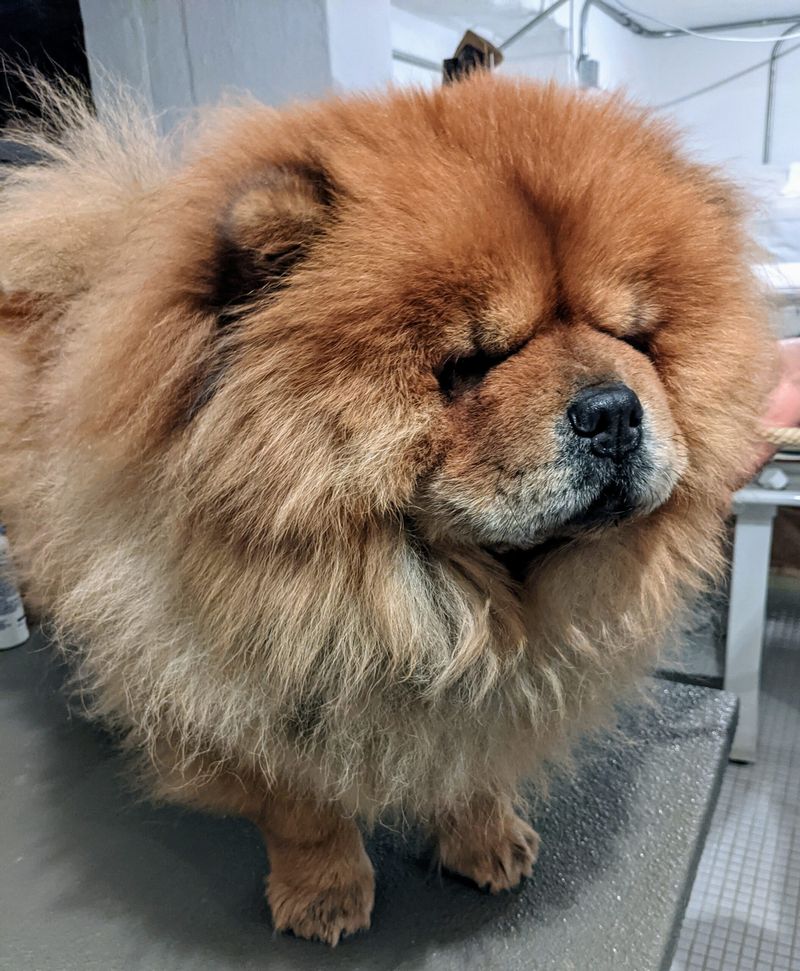 Grooming Needs