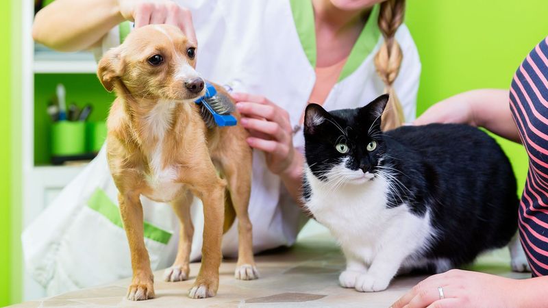 Grooming Overload