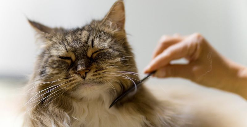 Grooming Requirements