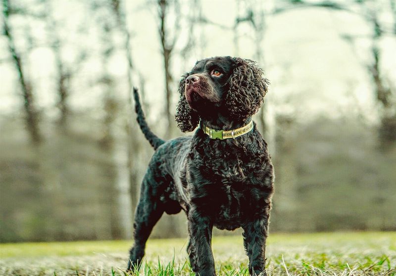 Grooming Requirements