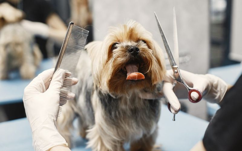 Grooming and Hygiene