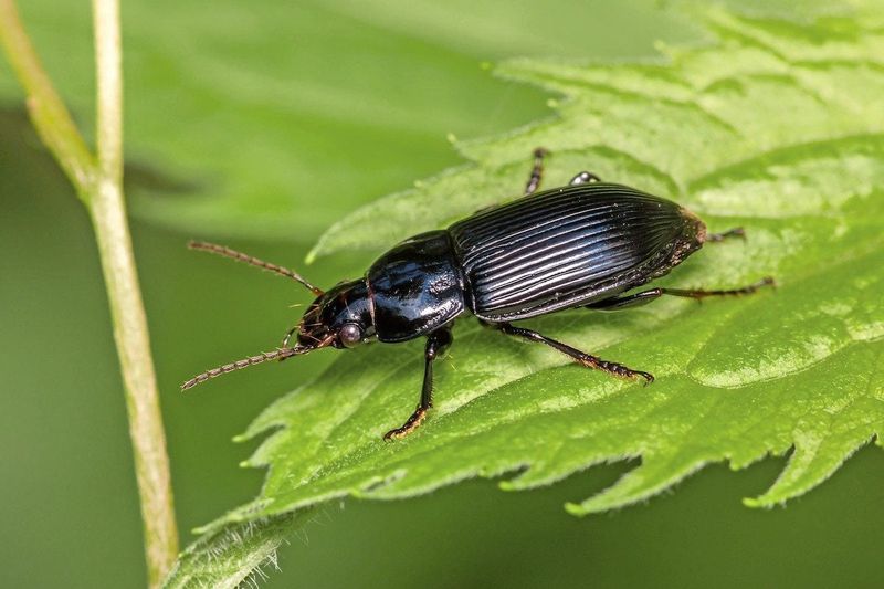 Ground Beetles