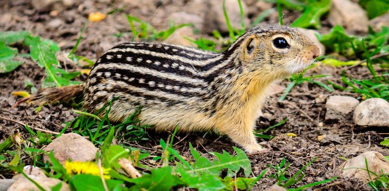 Ground Squirrel