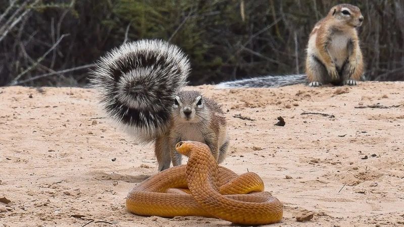 Ground Squirrel