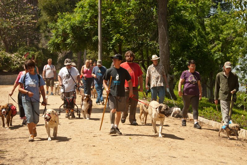 Group Dog Training Classes