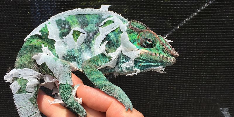 Growth and Shedding
