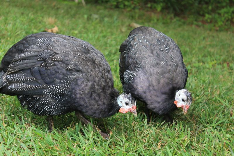 Guinea Fowl