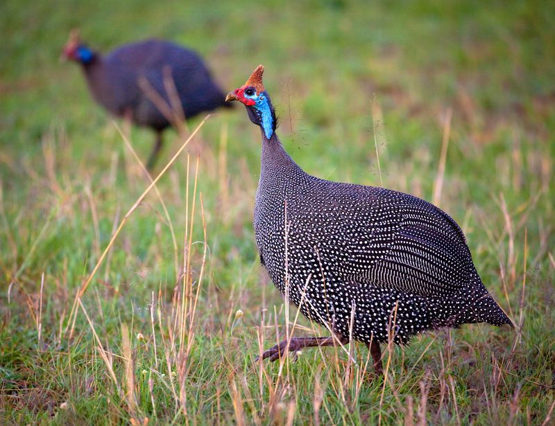 Guinea Hen