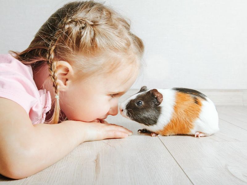 Guinea Pig