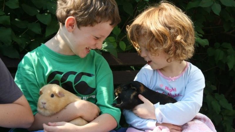Guinea Pig
