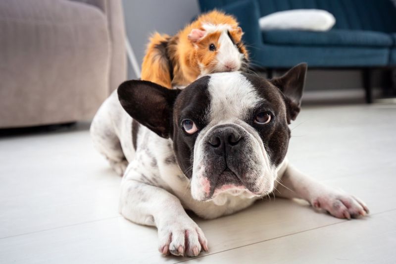Guinea Pig