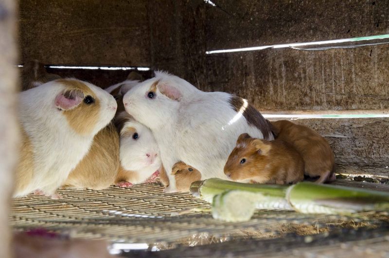 Guinea Pigs