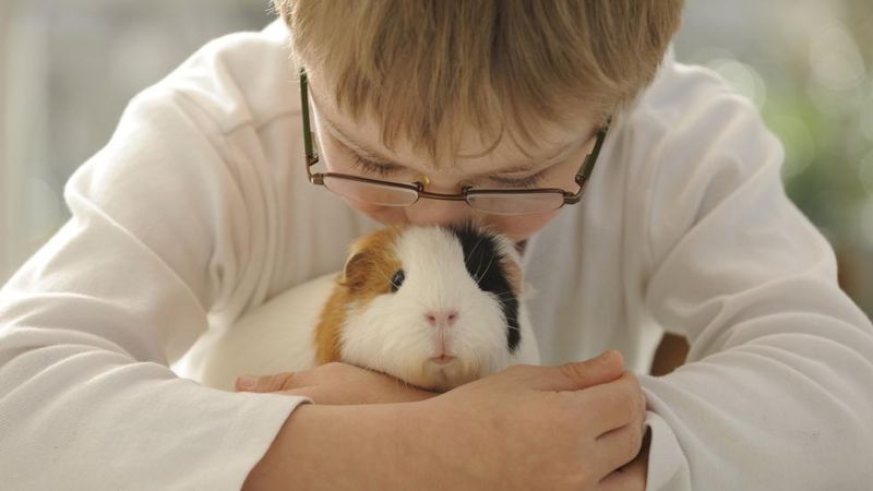 Guinea Pigs