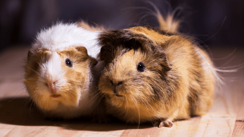 Guinea Pigs Seeking Warmth