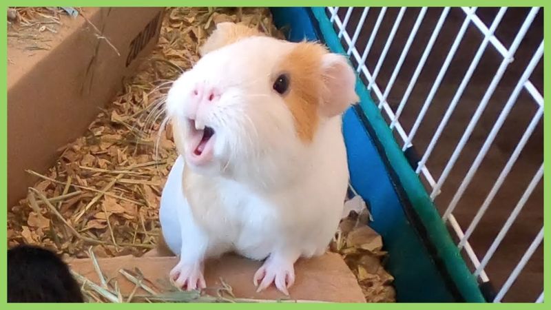 Guinea Pigs: Squeaky Surprises