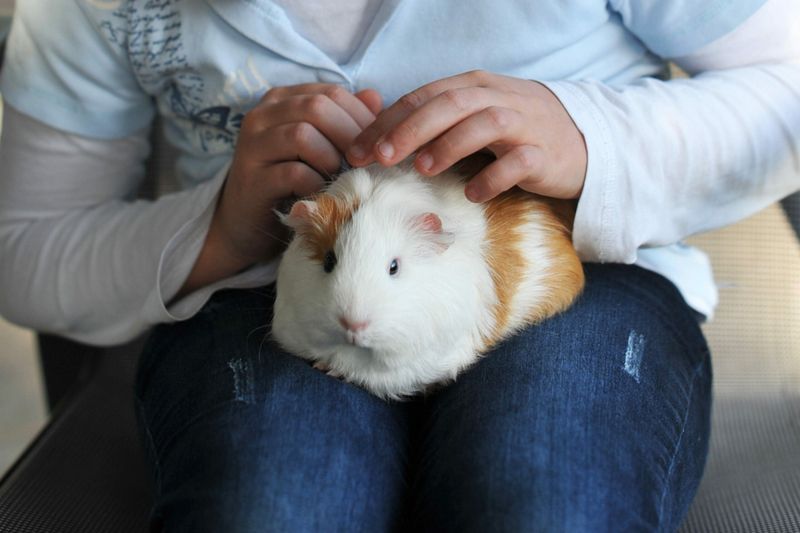 Guinea Pigs