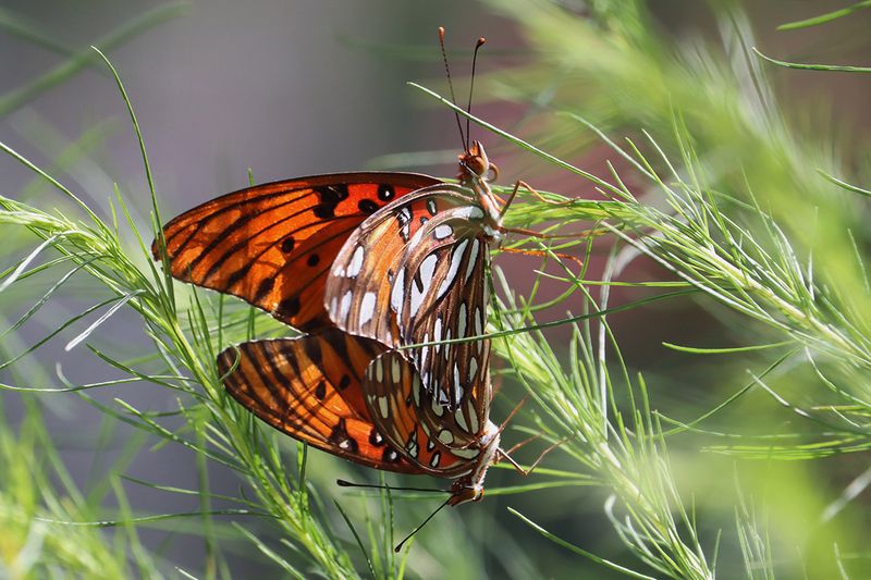 Gulf Fritillary