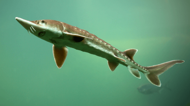 Gulf Sturgeon