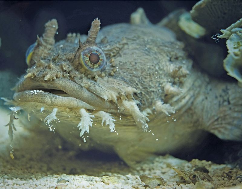 Gulf Toadfish