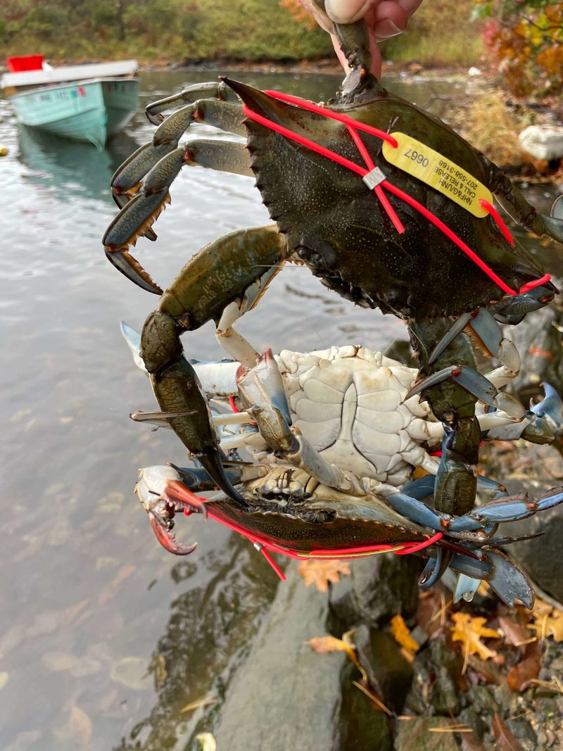 Gulf of Maine