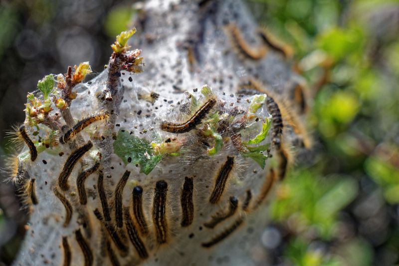 Gypsy Moth