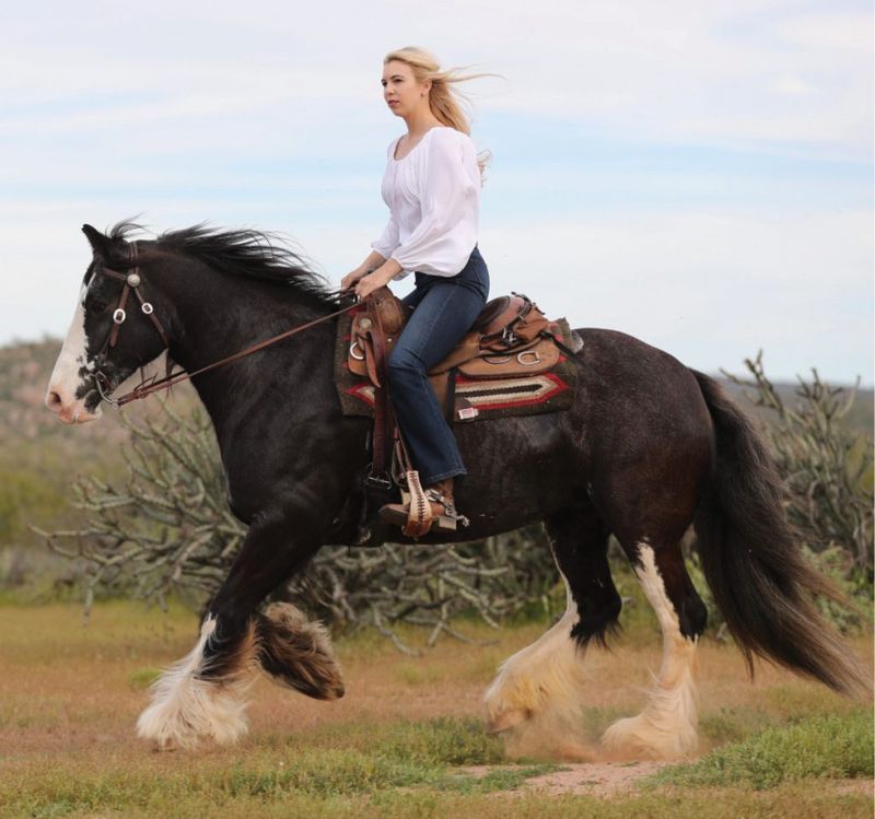 Gypsy Vanner