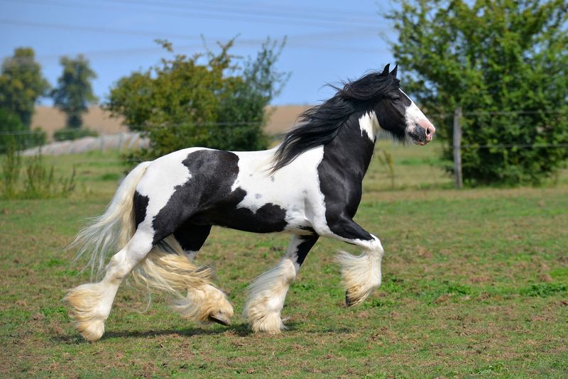 Gypsy Vanner