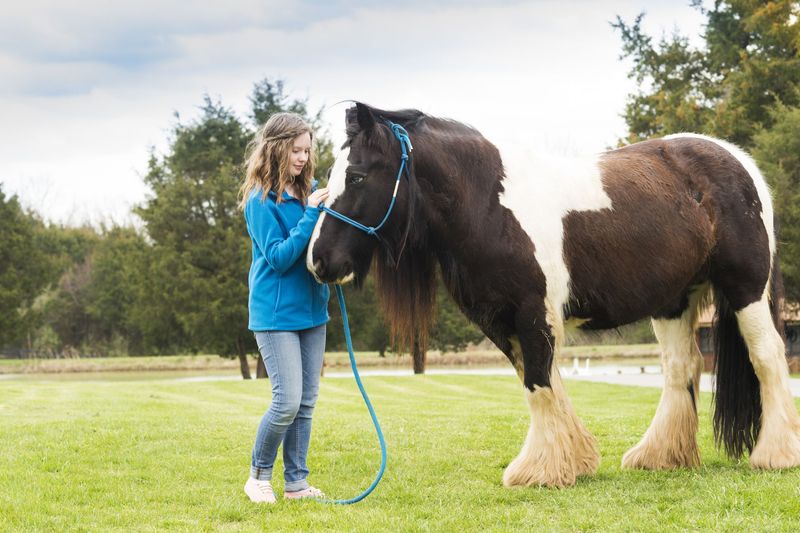 Gypsy Vanner