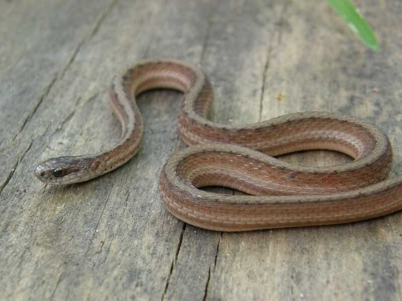 Habitat Adaptability