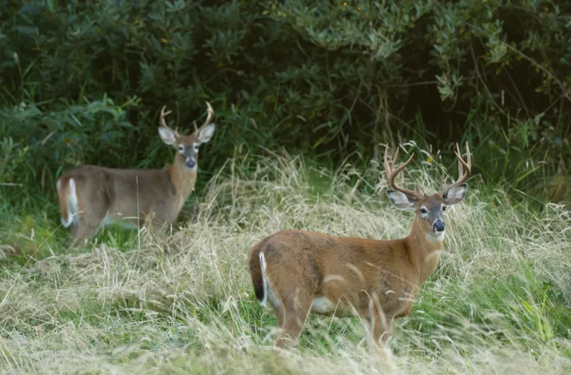 Habitat Diversity