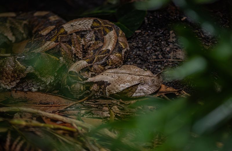 Habitat Preference