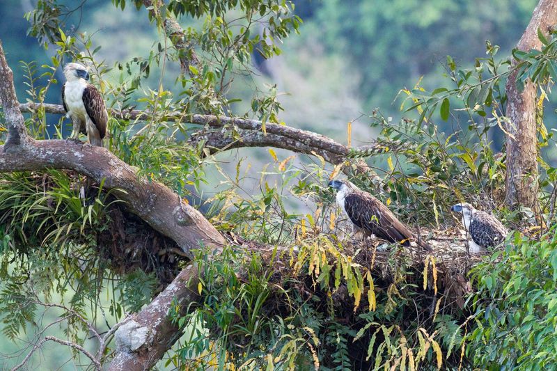 Habitat and Range