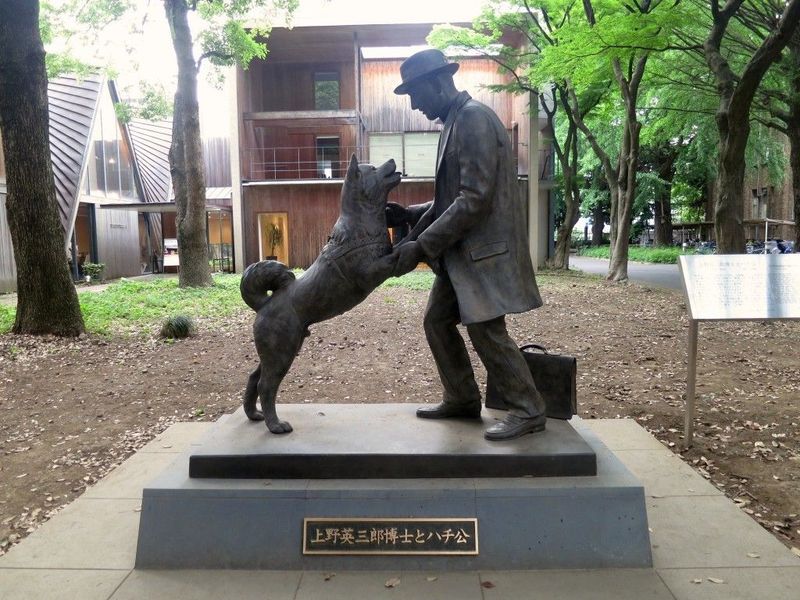 Hachi: A Dog's Tale