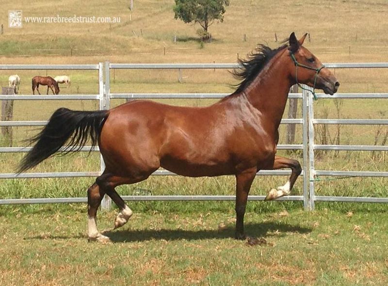 Hackney Horse