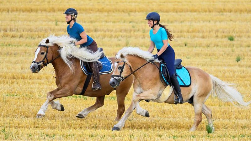 Haflinger