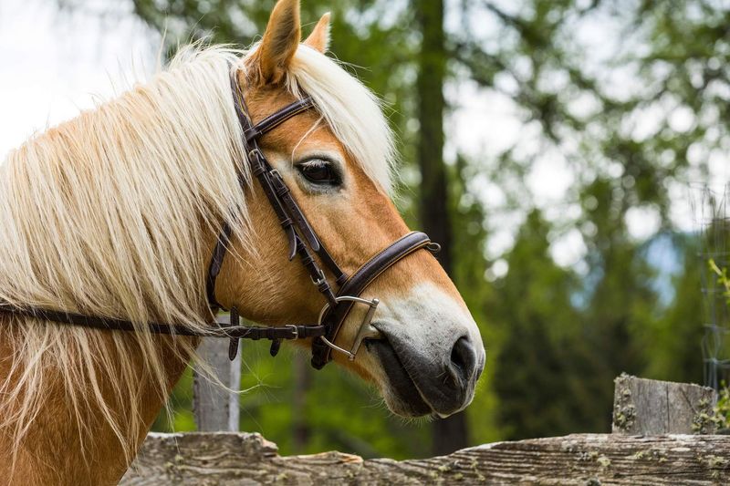 Haflinger