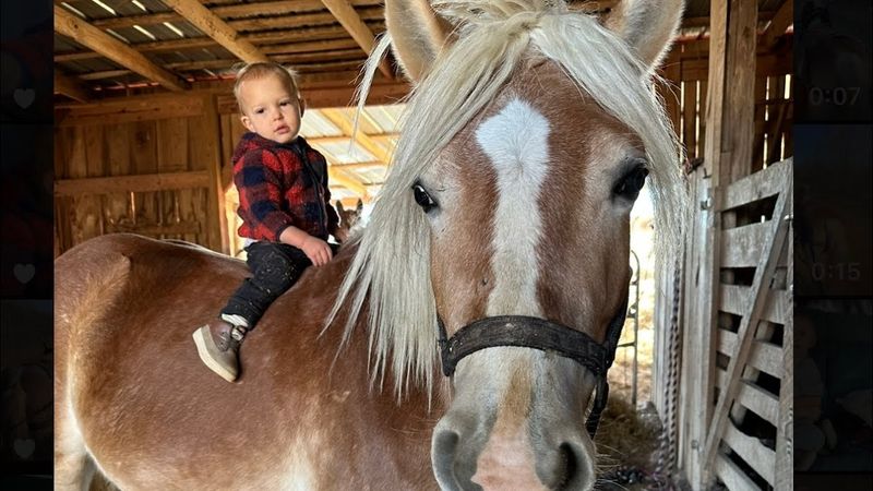 Haflinger