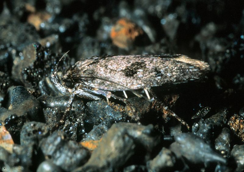Haleakalā Flightless Moth