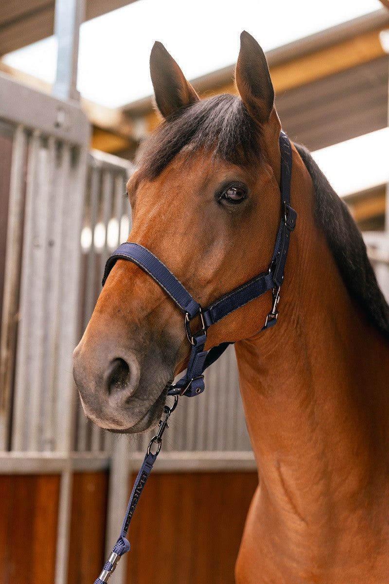 Halters and Lead Ropes