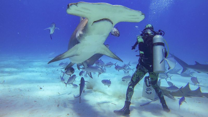 Hammerhead Shark