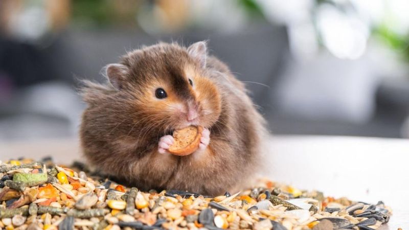 Hamsters Hoarding More