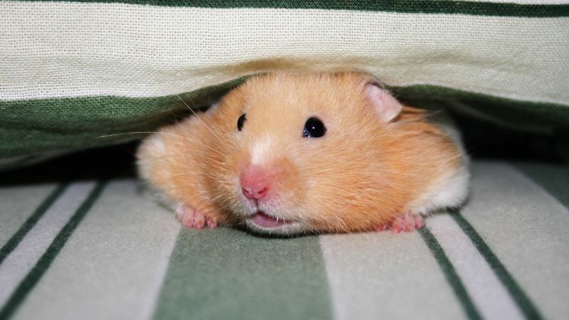 Hamsters: The Midnight Movers