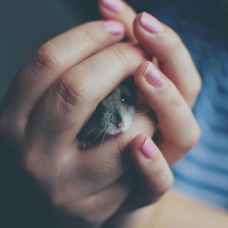 Hamsters